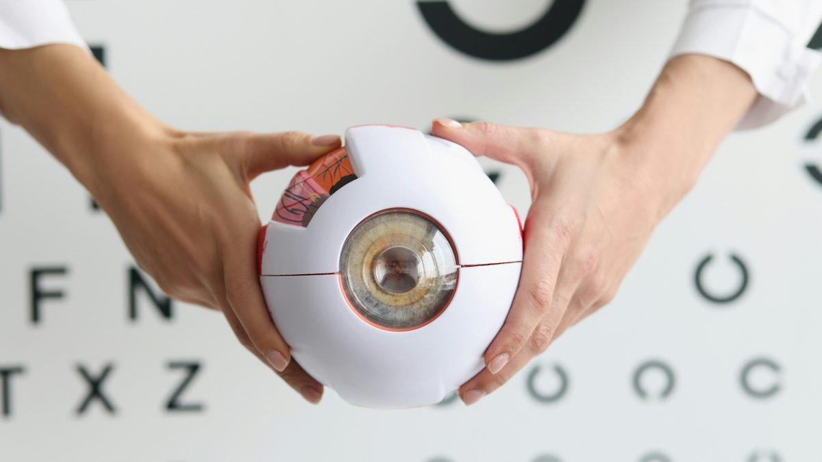 Anatomical cross-section eye model held in front of a Snellen visual acuity chart — illustrating eye surgery co-management education at Pro Eye Exam in York Region